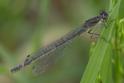 Coenagrion lunulatum female-6.jpg